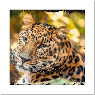 Amur Leopard portrait photography Posters and Art